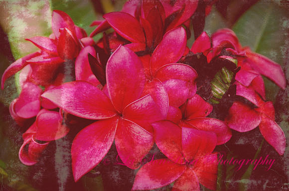 Hawaiian Pink Plumeria