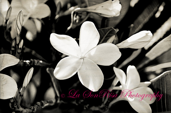 Hawaiian White Plumeria