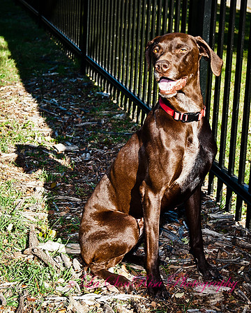 Astor