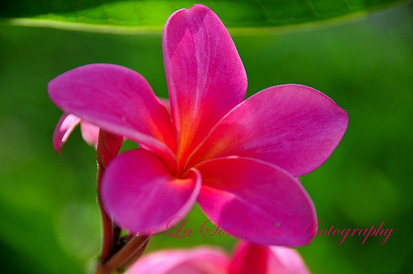 Hawaiian Pink Plumeria