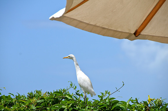 Birds perched near Waikiki, Honolulu, HI