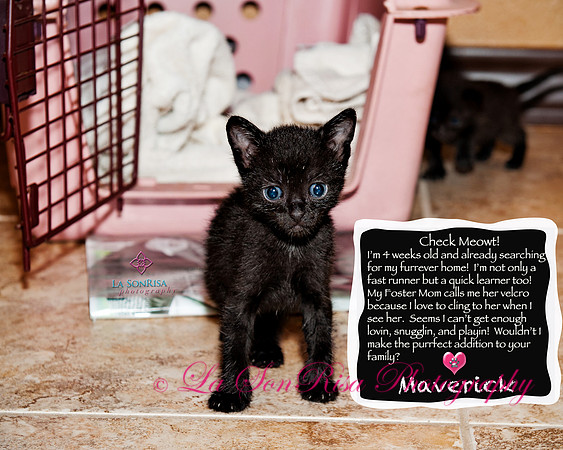 San Antonio  Pets Alive (SAPA) Foster Kittens