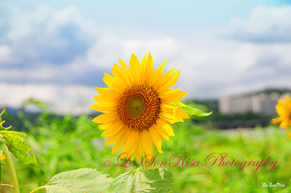 Lonesome Sunflower