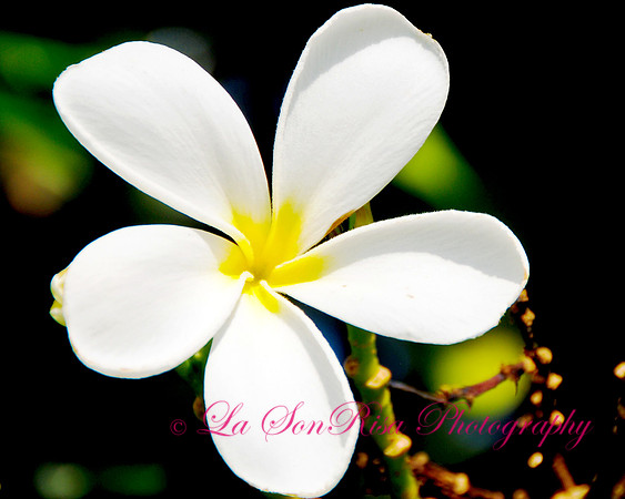 Hawaiian White Plumeria