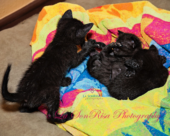 San Antonio  Pets Alive (SAPA) Foster Kittens