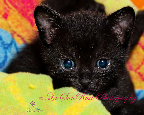 San Antonio  Pets Alive (SAPA) Foster Kittens