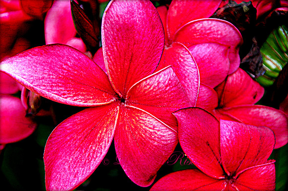 Hawaiian Pink Plumeria