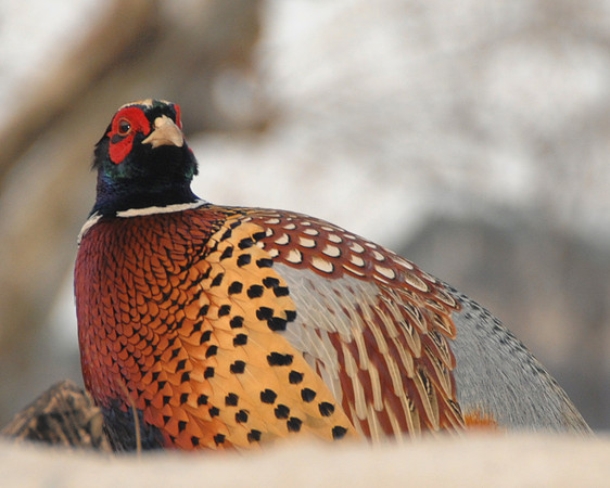 Korean Pheasant
