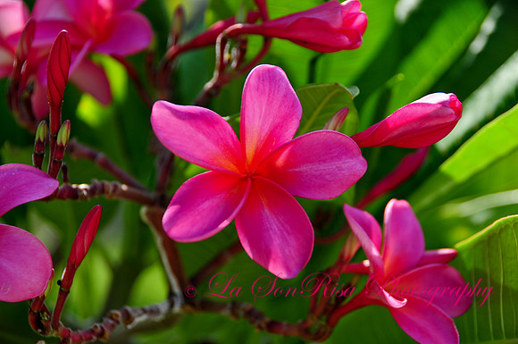 Hawaiian Pink Plumerias