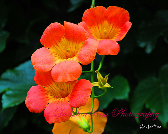 Hibiscus