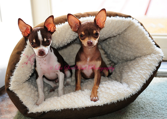 CKC Male Chihuahuas Needing a Home