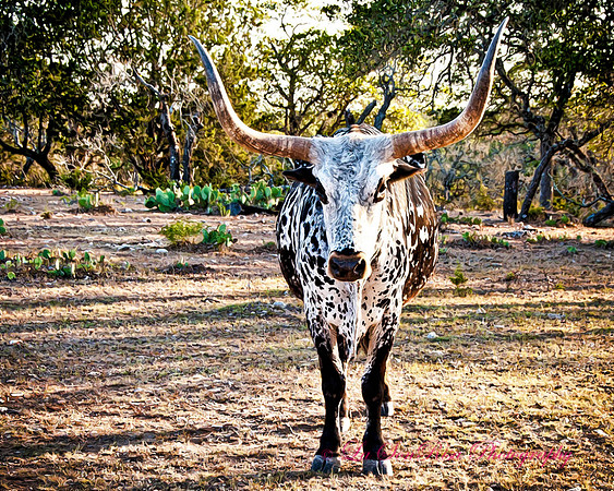 Texas Longhorn