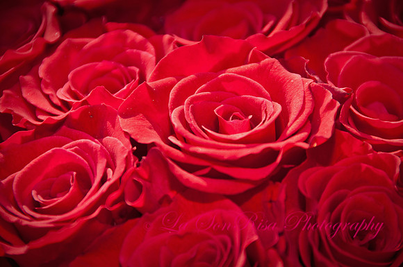 Bed of Roses