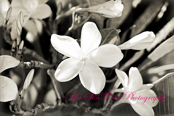 Hawaiian White Plumeria