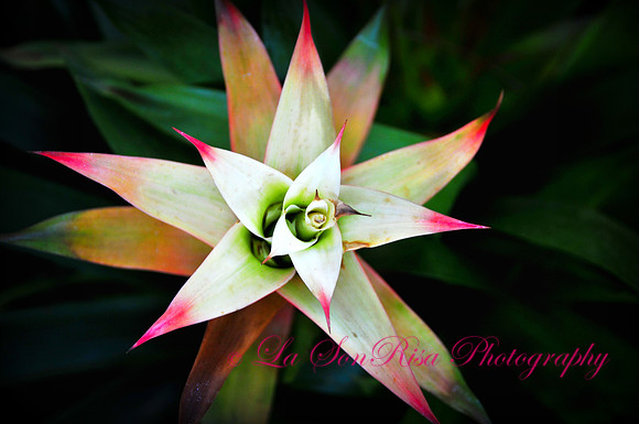 DSC_5393_11422-3
