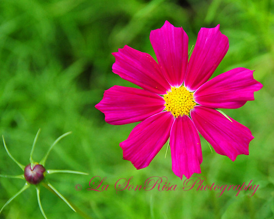 Daisy