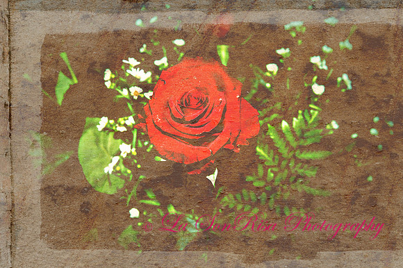 January Roses
