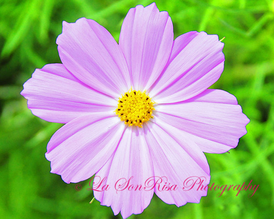 Daisy